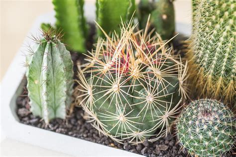 圓柱仙人掌屬|圓柱掌屬 (Cylindropuntia) 照顧，種植，繁殖，開花時間